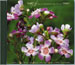 Songs of Reverence and Majesty - Audio CD