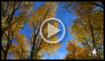 Click on Image to View Video Sampler