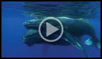 Click on Image to View Video Sampler