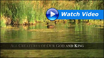 Watch Video